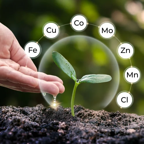 micronutrients